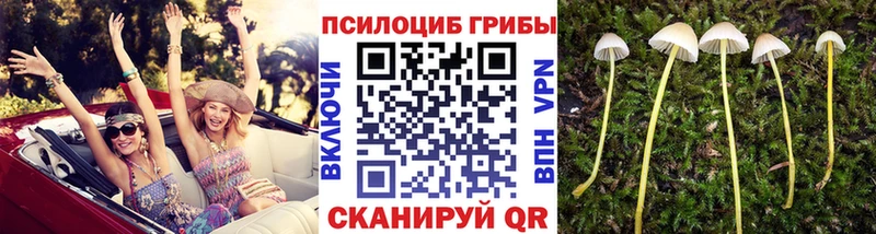 Псилоцибиновые грибы Cubensis  Вихоревка 